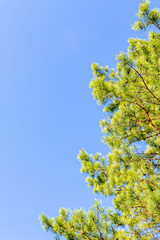 Pine tree branches against the blue sky. Copy space, space for text.