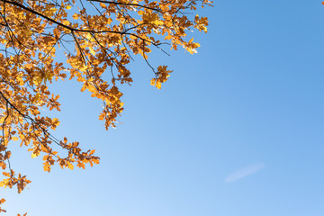Fototapeta na wymiar Yellow oak leaves on a background of blue sky in autumn. Copy space, space for text.