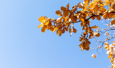 Yellow oak leaves on a background of blue sky in autumn. Copy space, space for text.