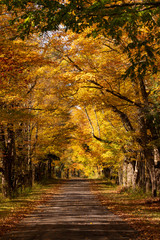 Fototapeta na wymiar Secluded Narrow Lane Road Tree Leaves Autumn Season Fall Colors
