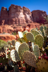 Prickly Pear cactus nopales in front of Courthouse Butte red rock sandstone formation in Sedona vertical