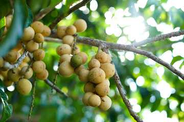 fresh fruit Longkong and leaf on the Longkong tree in the harvest season. Longkong is a tropical fruit.