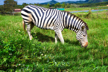 Fototapeta na wymiar Zebra eating grass in Singha Park