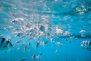 Large school of tropical scissor tail sergeant fish feeding in tropical waters of Fiji