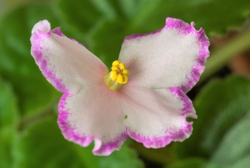 Viola purple flower, close up.