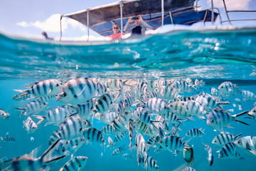 People on board a boat watching scissor tail sergeant fish in tropical waters of fiji - obrazy, fototapety, plakaty