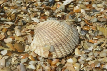 Beautiful beige conch on seashells background in Florida beach, closeup