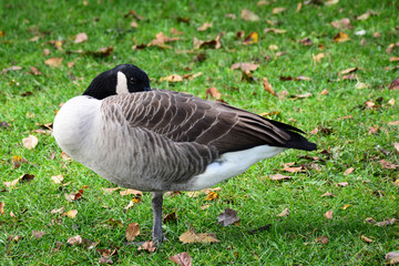 Canada goose (Branta canadensis) resting on one leg in a park in Burnaby, BC, Canada.
