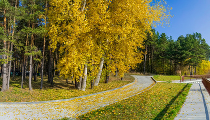 Panorama of the autumn forest by the road with yellowed leaves and down the stairs