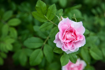 Pink wild rose