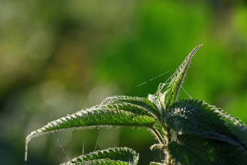 Close-up of a green stinging nettle with cobwebs in the autumn in fog in backlight with dew drops in the morning against green background