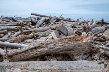 Stacked dead trees