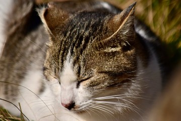 愛され猫～Lovely cats.