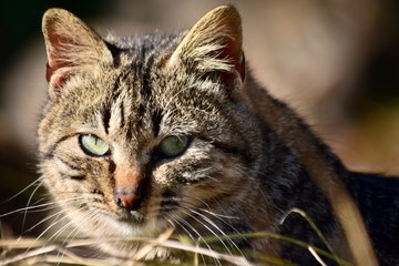 愛され猫～Lovely cats.