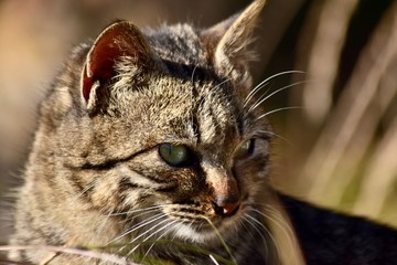 愛され猫～Lovely cats.