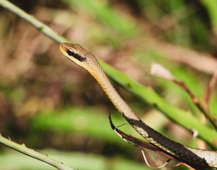 snake in grass