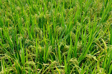 fresh green paddy on the field horizontal composition