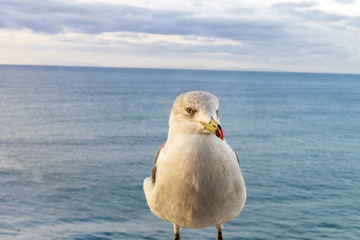カモメクローズアップ