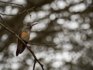 A hummingbird on some branches