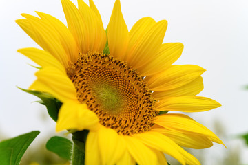 Obraz premium blooming sunflower close up on field