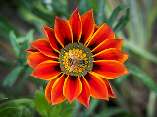 A bee over a gazania flower