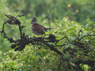 Andean sparrow in its natural habitat