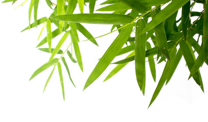 Bamboo leaves isolated on white background