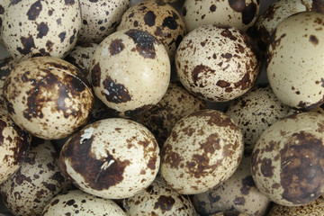 Quail eggs background