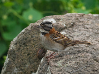 Andean sparrow in its natural habitat