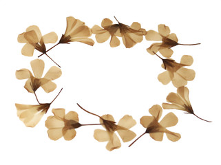Dry pressed flowers isolated on white background for decoration in concept of Autumn, greeting season or celebration.