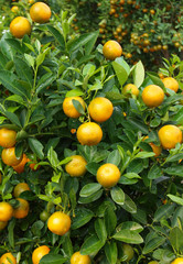 Kumquat fruits tree close up