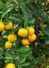 Kumquat fruits tree close up