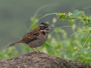 Andean sparrow in its natural habitat