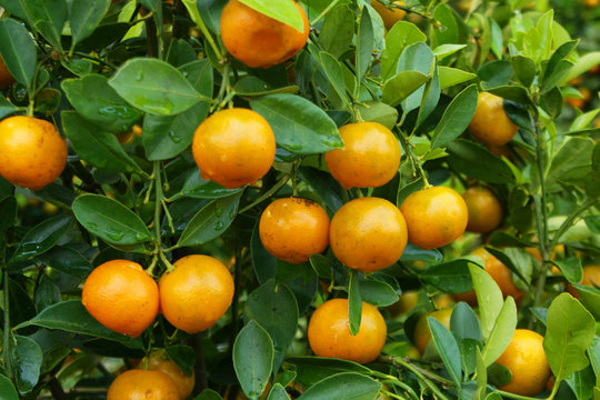 Kumquat fruits tree close up