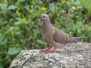 An eared dove in its natural habitat