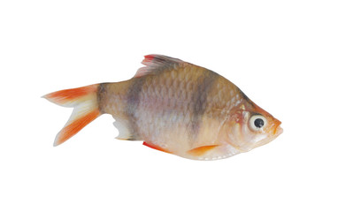 Barbus tetrazona fish isolated on white background