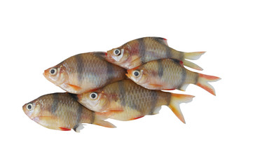 Barbus tetrazona fish isolated on white background
