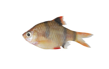 Barbus tetrazona fish isolated on white background