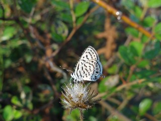 BUTTERFLY WITH DEW DROPS..