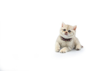 British shorthair kitten lilac has white stripes on a white background. Was sitting and looking at the top.