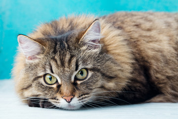 Siberian long haired cat close up. Blue background.