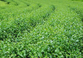 Fototapeta na wymiar Green tea leaves on tea plantations