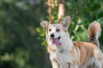 Naklejka na ściany i meble crazy mad strange dog with long tongue welsh corgi pembroke with standing ears at the walk in park
