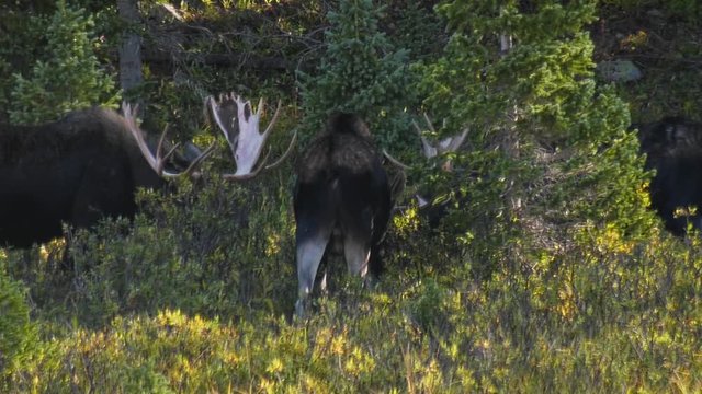 Large bull moose with their heads down feeding on vegetation, velvet is hanging off the anters