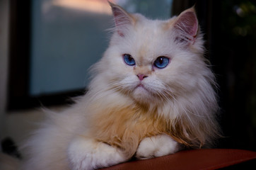 Portrait of white Persian cat with blue eyes, beautiful eyes 