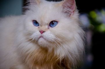 Portrait of white Persian cat with blue eyes, beautiful eyes 