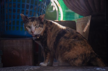 Portrait of black and orange Thai cat with beautiful eyes