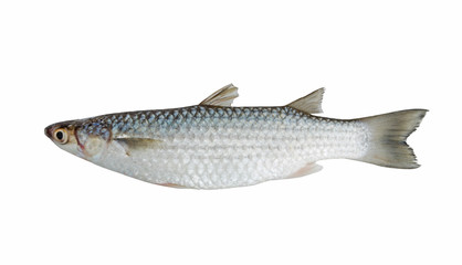 Grey mullet fish isolated 