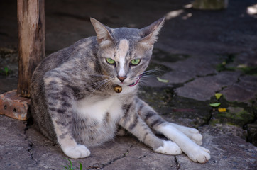 Naklejka na ściany i meble Portrait of gray striped Thai cat with beautiful green eyes