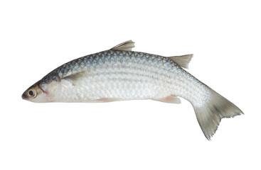 Grey mullet fish isolated on white background